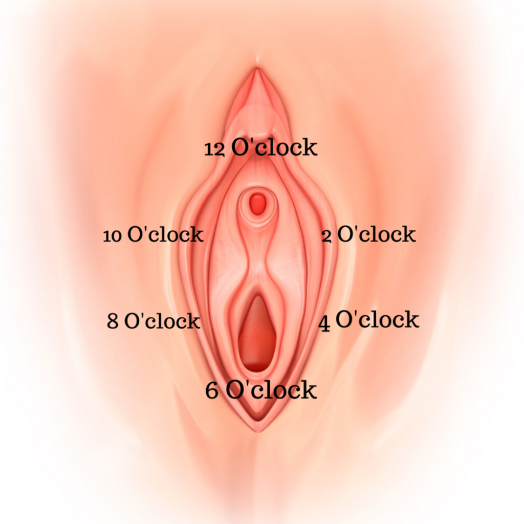 Illustrated diagram of a vulva showing the clock method of identifying the different areas of the vulva/vagina you will work with when you are working with dilators. Starting at the top and moving clockwise, the clitoral area is labelled 12 o'clock, 2 o'clock and 4 o'clock are along the labia minora, 6 o'clock marks the fourchette at the base of the vaginal opening, and 8 o'clock and 10 o'clock go along the other side of the labia minora.